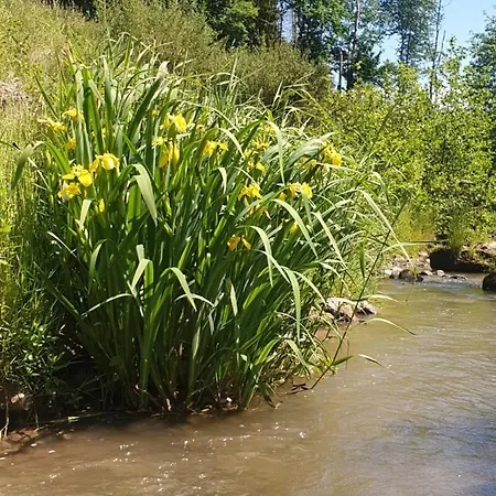White Wood Tiny House *