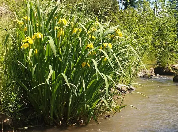 White Wood Tiny House *