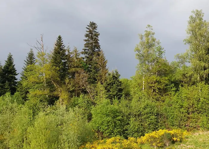 White Wood Tiny House * Darney